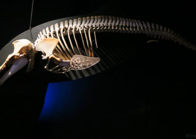 Musée de la baleine à Husavik