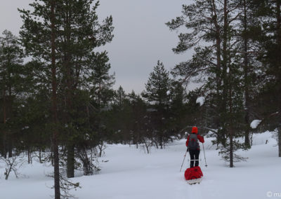 Urho Kekkonen en skis et pulka 2024