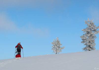 Urho Kekkonen en skis et pulka 2024