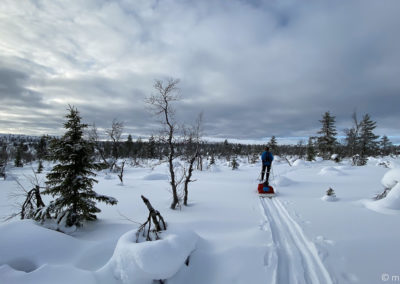 Urho Kekkonen en skis et pulka 2024