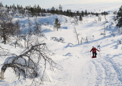 Urho Kekkonen en skis et pulka 2024