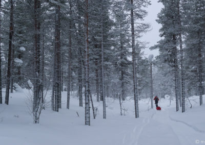 Urho Kekkonen en skis et pulka 2024