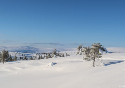 Urho Kekkonen en skis et pulka 2024