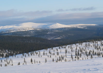 Urho Kekkonen en skis et pulka 2024