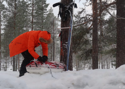 Urho Kekkonen en skis et pulka 2024