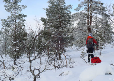 Urho Kekkonen en skis et pulka 2024