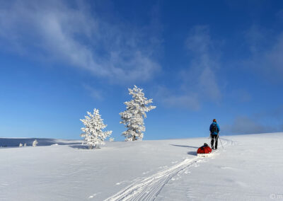 Urho Kekkonen en skis et pulka